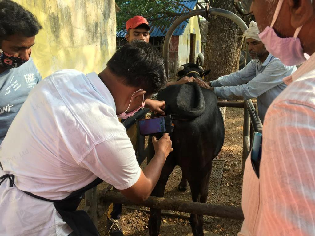 lkvetcare vet injection to cattle