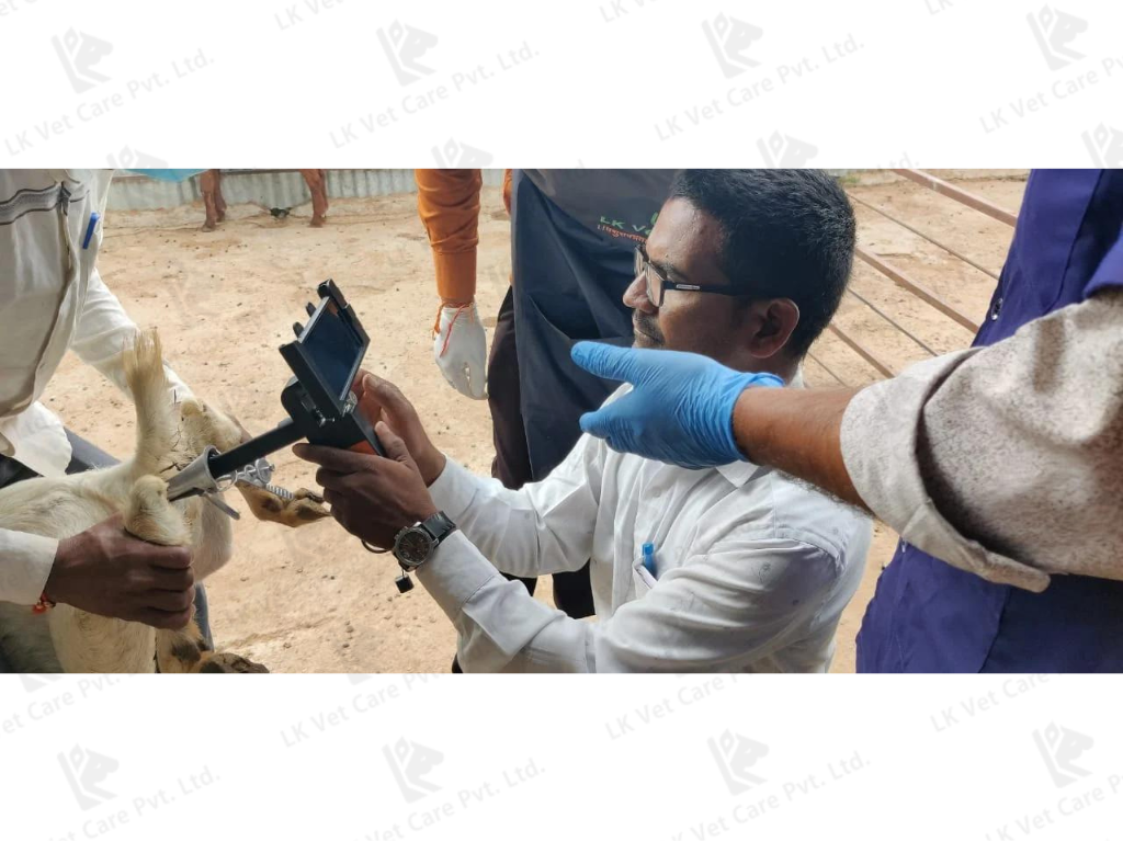 Technician using LK Vet Care's Digital Artificial Insemination Gun on a cattle, showcasing advanced technology for efficient breeding.